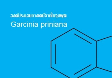 องค์ประกอบทางเคมีจากใบจุมพุต (Garcinia priniana)