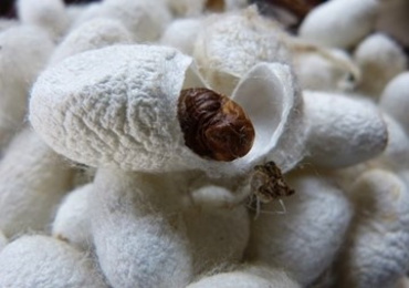 Study on Development of Thai Native Silkworm Embryo using ...