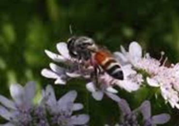 Communication to food site of dwarf honeybee (Apis florea)