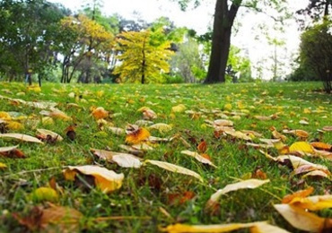 ผลกระทบของสวนป่าหรือพื้นที่สีเขียวต่อภูมิอากาศท้องถิ่นของคณะวิทยาศาสตร์ มหาวิทยาลัยมหิดล ...