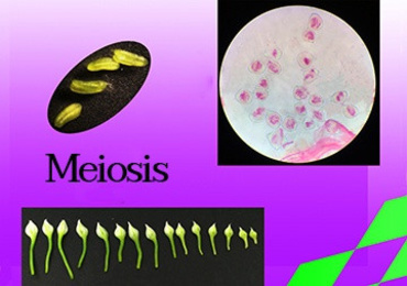 วีดิทัศน์ : การแบ่งเซลล์แบบไมโอซิสในเซลล์พืช (ดอกกุยช่าย)