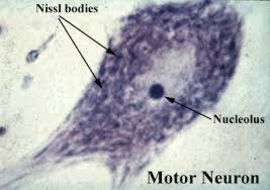 ระบบประสาท (nervous system)