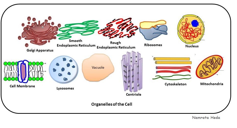 รูปร่างของออร์แกเนลล์ต่างๆที่สามารถพบได้ภายในเซลล์ยูคาริโอต