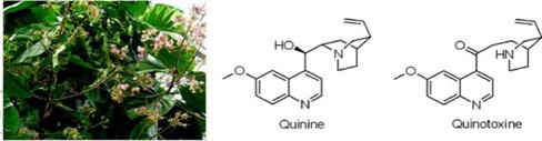 ยาควินิน (quinine) 