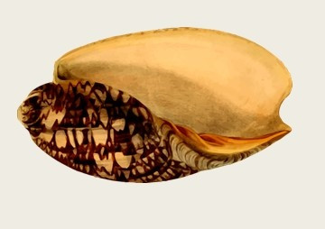 วงจรการสืบพันธุ์ของหอยหวาน (Babylonia areolata) ... รูปภาพ 1