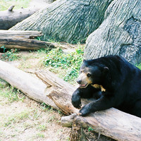 หมีควาย รูปภาพ 1