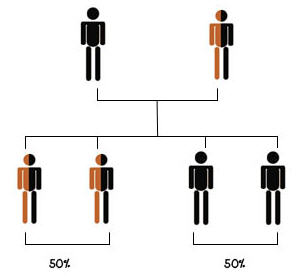 แผนภาพต้นไม้แสดงถ้าพ่อแม่คนใดคนหนึ่งเป็นโรคธาลัสซีเมีย และอีกคนมียีนแฝง โอกาสที่ลูกจะเป็นพาหะเท่ากับ 50% และโอกาสลูกที่จะเป็นธาลัสซีเมียเท่ากับ 50%