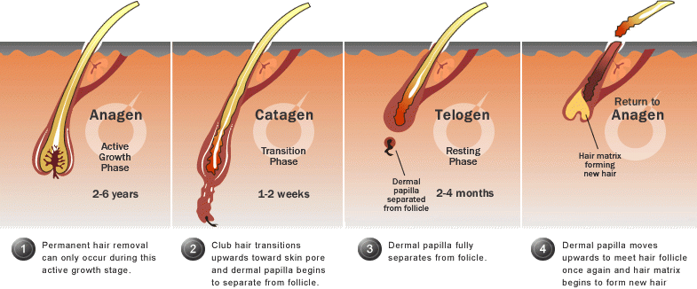 วงจรชีวิตของขน 3 ระยะ ได้แก่ ระยะ Anagen, ระยะ Catagen และระยะ Telogen