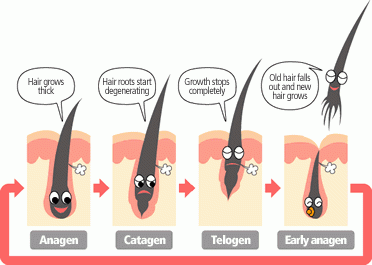 ภาพการ์ตูนวงจรชีวิตของขน 3 ระยะ ได้แก่ ระยะ Anagen, ระยะ Catagen และระยะ Telogen