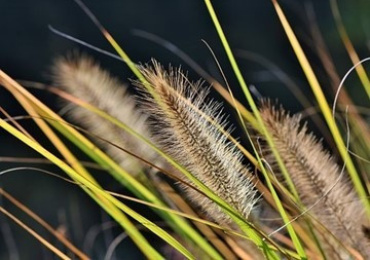 A Study the Physical properties of Cyperaceous Fiber