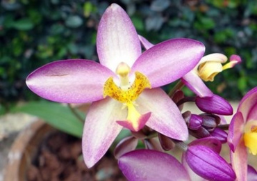 Biology of terrestrial orchid Habenaria dentata (Sw.) ...