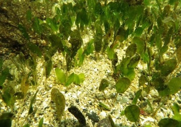 การปรับตัวต่อแสง ของหญ้าทะเล Halophila ovalis (R.Br.) Hook ...