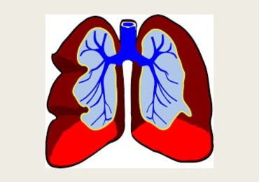 ระบบการแลกเปลี่ยนแก๊ส (Respiratory System)