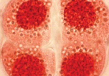 โปสเตอร์มัลติมีเดีย : การแบ่งเซลล์แบบไมโอซิส