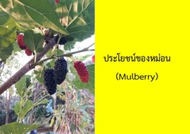 ประโยชน์ของหม่อน (Mulberry)