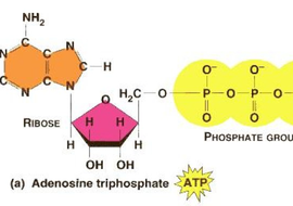 Double life of ATP