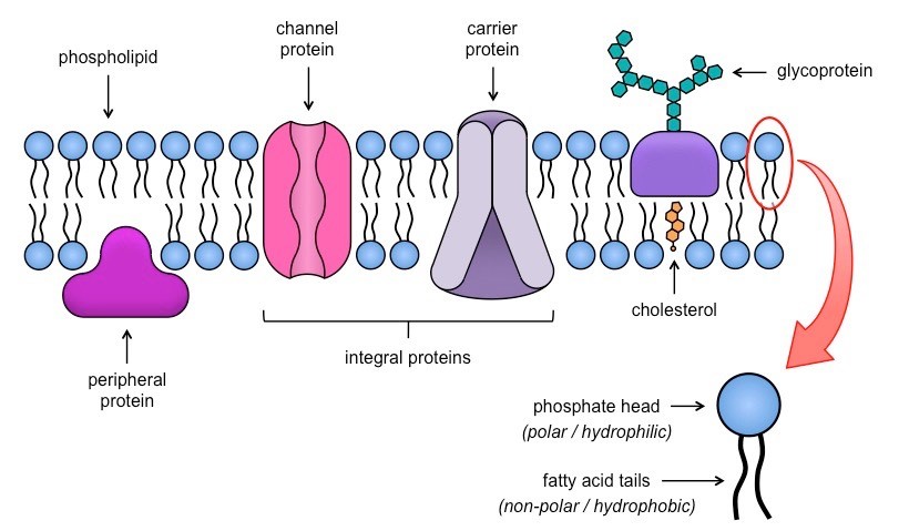 โครงสร้างของเยื่อหุ้มเซลล์ซึ่งประกอบด้วยฟอสโฟลิปิดและโปรตีน