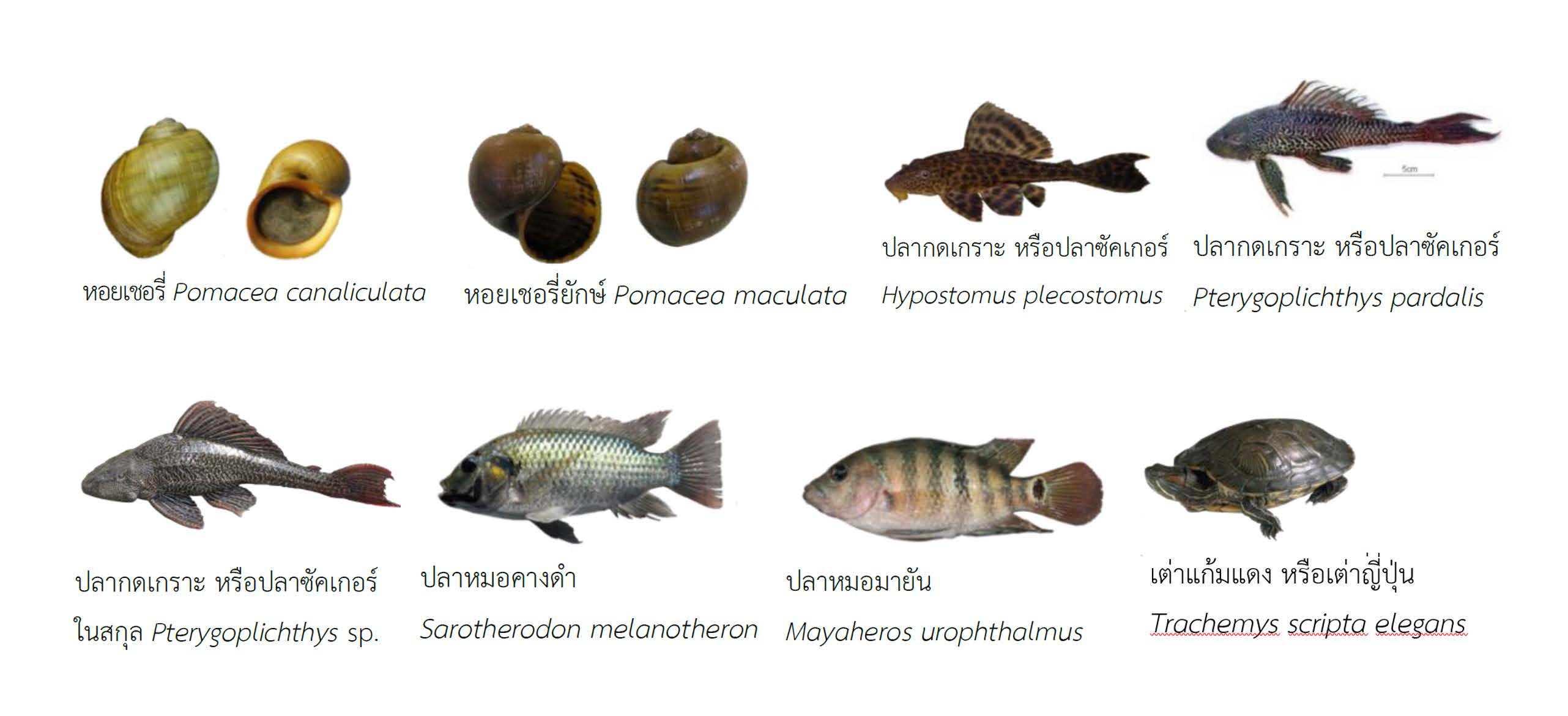 ชนิดพันธุ์สัตว์น้ำต่างถิ่นที่รุกรานที่มีลำดับความสำคัญสูงของประเทศไทย