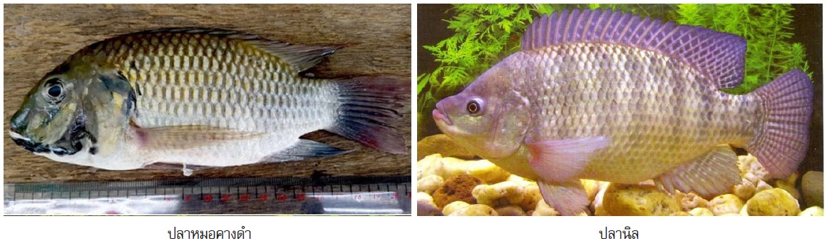 ภาพเปรียบเทียบลักษณะภายนอกปลาหมอคางดำและปลานิล