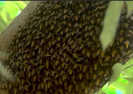 รังผึ้ง รูปภาพ 1