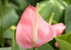 ดอกหน้าวัว พารามิเตอร์รูปภาพ 1