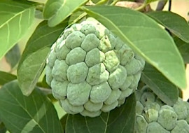 น้อยหน่า พารามิเตอร์รูปภาพ 1