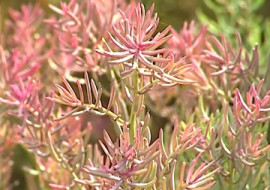 ต้นชะคราม พารามิเตอร์รูปภาพ 1