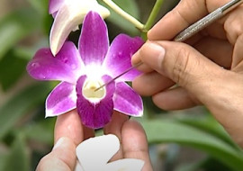 ผสมเกสรกล้วยไม้ พารามิเตอร์รูปภาพ 1