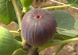 มะเดื่อฝรั่ง พารามิเตอร์รูปภาพ 1