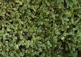 ลิเวอร์เวิร์ต พารามิเตอร์รูปภาพ 1