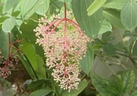 สร้อยระย้า พารามิเตอร์รูปภาพ 1