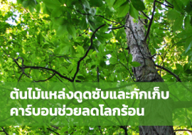 ต้นไม้แหล่งดูดซับและกักเก็บคาร์บอนช่วยลดโลกร้อน พารามิเตอร์รูปภาพ 1