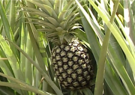 สัปะรด พารามิเตอร์รูปภาพ 1