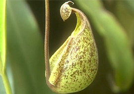 หม้อข้าวหม้อแกงลิง พารามิเตอร์รูปภาพ 1