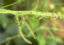 เถากินแมลง พารามิเตอร์รูปภาพ 1