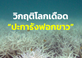 วิกฤติโลกเดือด“ปะการังฟอกขาว” พารามิเตอร์รูปภาพ 1