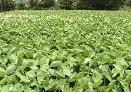 ไร่เผือก พารามิเตอร์รูปภาพ 1