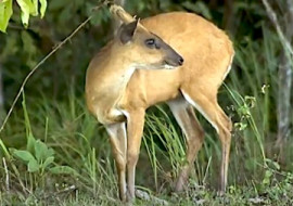 เก้งในป่า พารามิเตอร์รูปภาพ 1