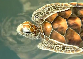 เต่าตนุ พารามิเตอร์รูปภาพ 1