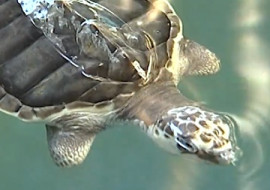 เต่าหญ้า พารามิเตอร์รูปภาพ 1