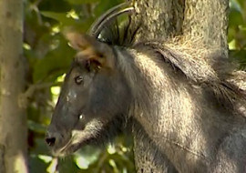 เลียงผา พารามิเตอร์รูปภาพ 1