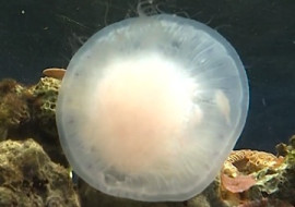 แมงกะพรุน พารามิเตอร์รูปภาพ 1