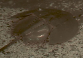 แมงดาทะเล พารามิเตอร์รูปภาพ 1