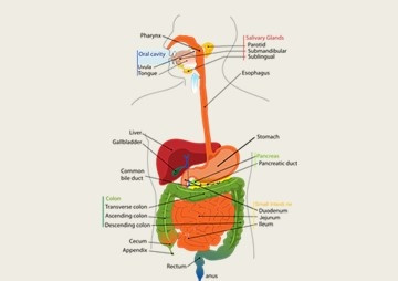 สื่อมัลติมีเดีย เรื่อง ระบบกายวิภาคภายในของมนุษย์ รูปภาพ 1