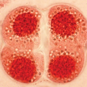 โปสเตอร์มัลติมีเดีย : การแบ่งเซลล์แบบไมโอซิส รูปภาพ 1
