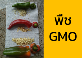 พืช GMO รูปภาพ 1