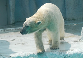 หมีขาว รูปภาพ 1