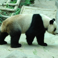 หมีแพนด้า รูปภาพ 5
